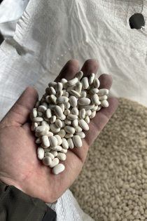 Alberta Kuru Fasulye Tohumu ( ithal )